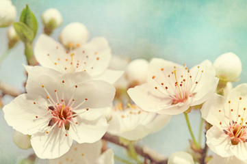 Panele Szklane Podświetlane  kwiaty wiśni