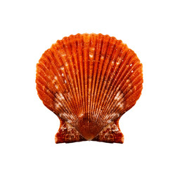 Red scallop.