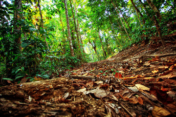 jungle