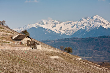 Vignobles de Savoie à Chignin