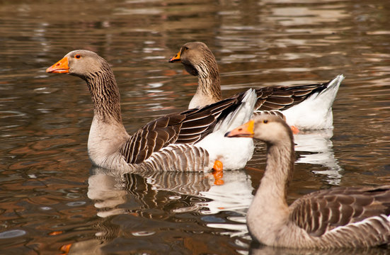 Greylag goose in pond