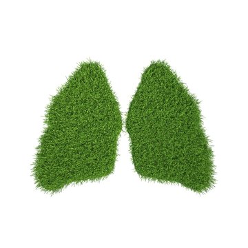 green grass lungs in white background. 3d render