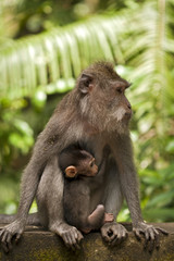 Mother and baby Long-Tailed Macaque monkeys at Bali