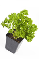 Fototapeta premium Curly Leaf Parsley
