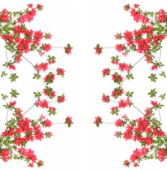 Red Azaleas on a White Background
