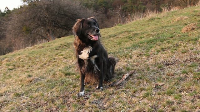 Hund auf Alm