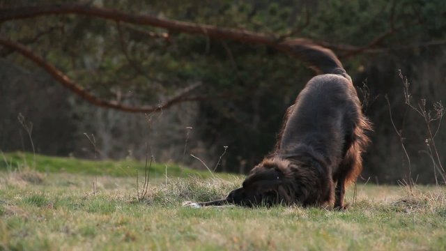Hund beim Spielen
