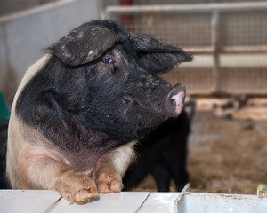 Saddleback pig