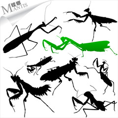 Silhouettes of insects - mantis
