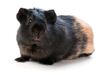 Fototapeta premium brown cavy on white background