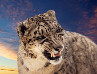 Naklejka premium Snow leopard against sunset sky
