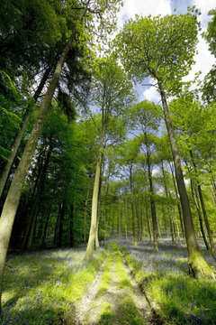 forest of dean