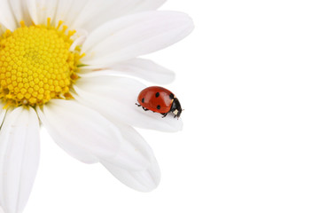 Ladybud sitting on chamomile flower isolated on white