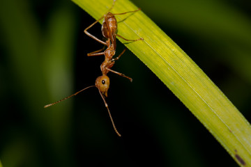 Red ant