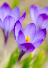 Fototapety  Wiosenne kwiaty krokusa. Nieostrość