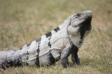 Black iguana