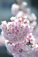 カンザクラのアップ