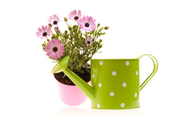 Pot With African Daisies And Watering Can