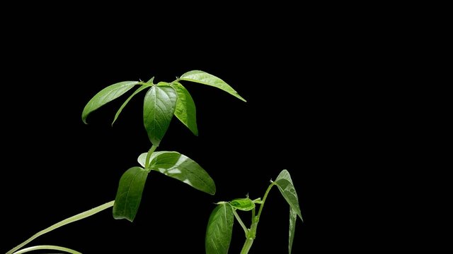 Growth and nastic movements of mung bean