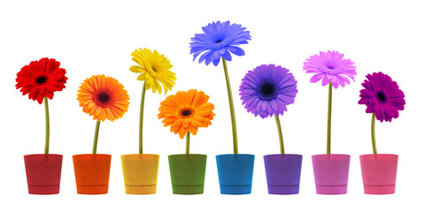 collection of daisy flower on white background
