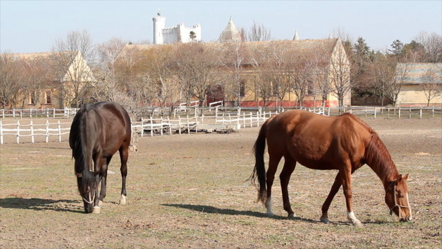stable with horses