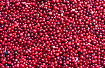 Frische Cranberry