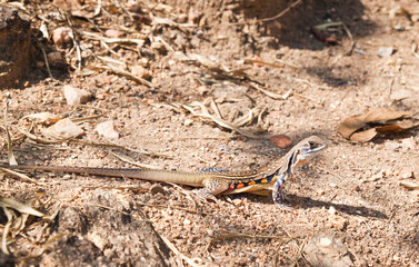 iguana of Thailand on ground in the jungle