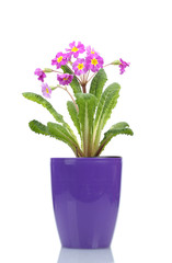 Beautiful purple primrose in a flowerpot isolated on white