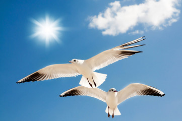 Fototapeta na wymiar two seagulls are flying