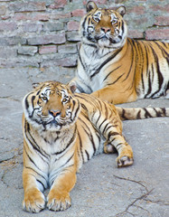 Two beautiful Bengal tigers resting