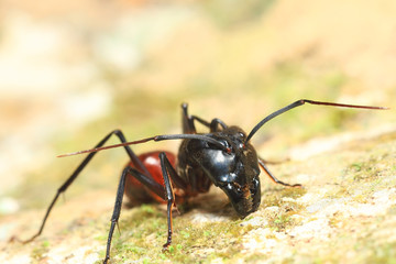 ant warrior in macro view