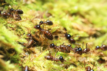 group of termites