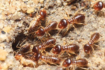 termite soil