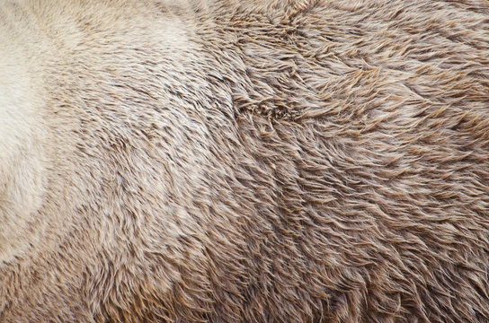 Grizzly Bear Fur Texture