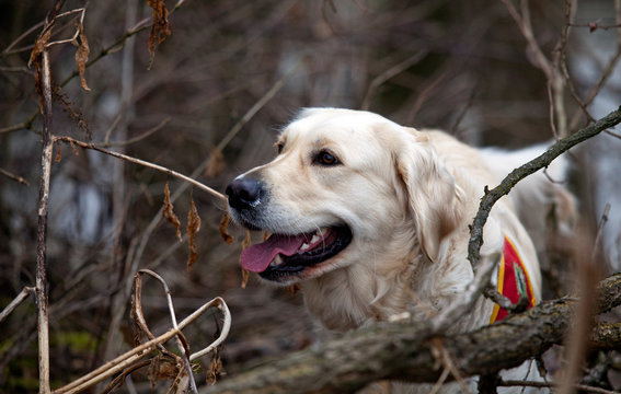 cane da ricerca