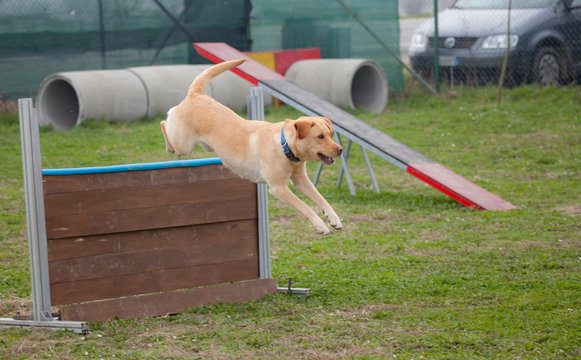 cane in agility