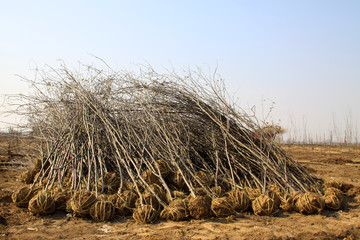 piles of nursery stock in the orchard in winter