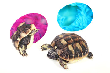 Naklejka premium Geburt an Ostern