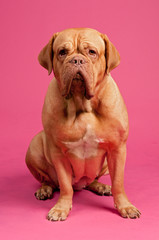 Dogue De Bordeaux sitting