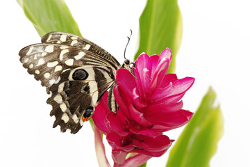 papillon sur une fleur exotique