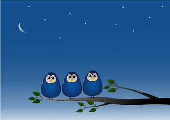 Owls at night