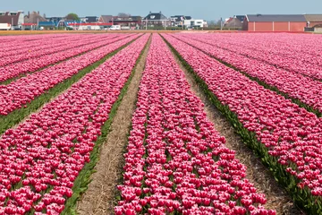 Poster de jardin Tulipe Vinous tulip field in Holland