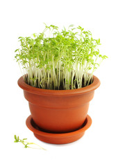 Cress in ceramic pot