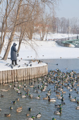 Obraz premium Ducks in the park