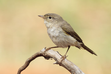 Phylloscopus bonelli