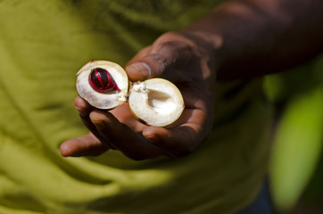 Nutmeg