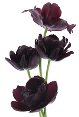 tulip © _Vilor