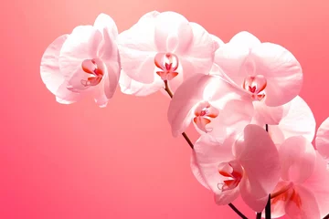 Poster Orchidée pink orchid flowers wand