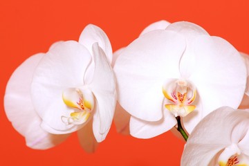 big flowers of phalaenopsis orchid