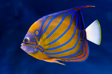 Obraz premium Bluering angelfish